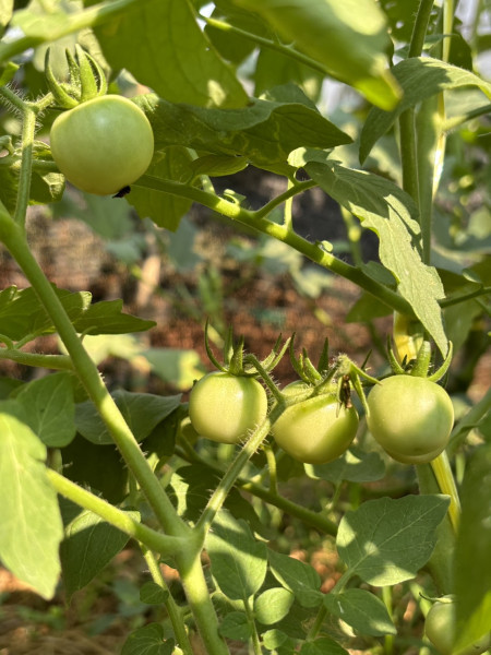 กรณีศึกษา ทางเลือกอาหารที่ยั่งยืนในมหาวิทยาลัย