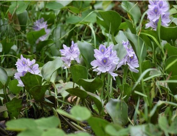 15.3.4 มหาวิทยาลัยมีนโยบายเกี่ยวกับการลดผลกระทบในสิ่งมีชีวิตต่างถิ่น ในพื้นที่ของมหาวิทยาลัย